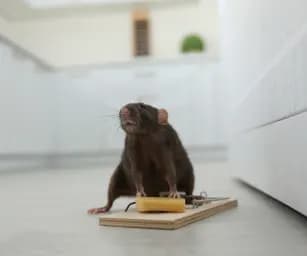 Rodent Control