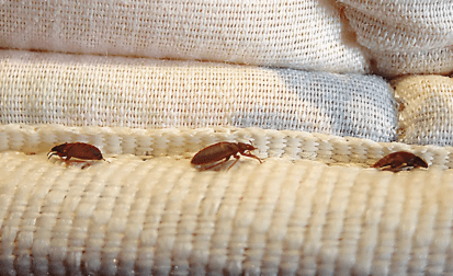 Bed Bugs Management