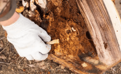 Wood Borer Treatment