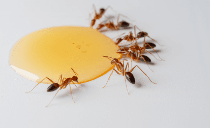 Ant Control