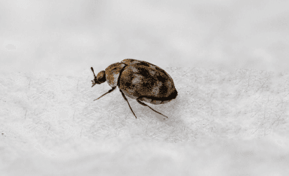Carpet Beetle Control