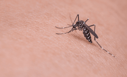 Mosquito Treatment Service