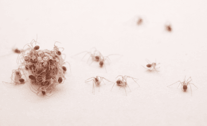 Spider Control